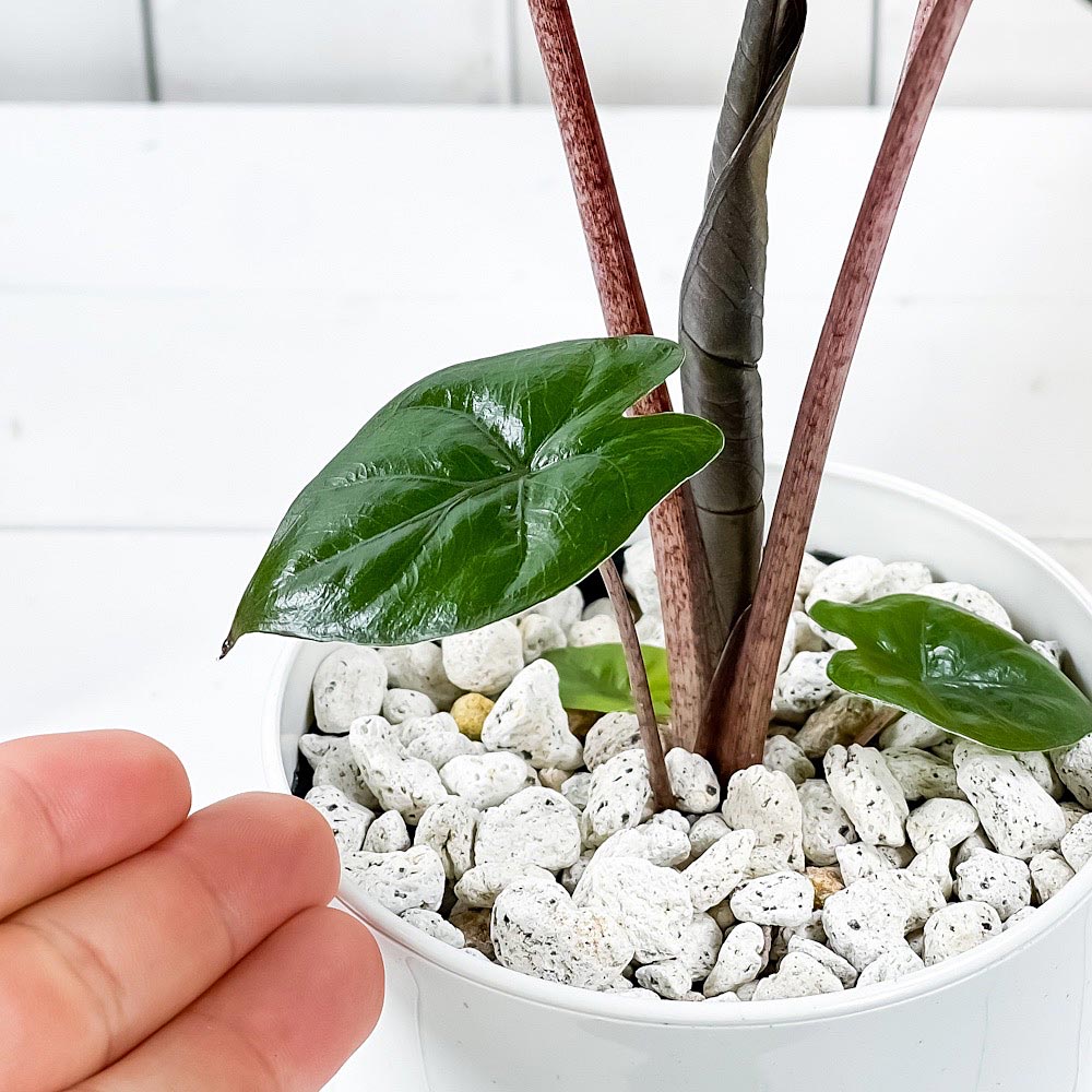 PLANCHU 観葉植物 アロカシア sp. 4号鉢 受け皿付き 育て方説明書付き