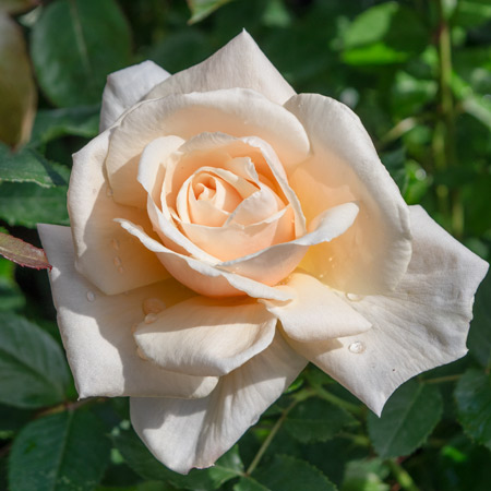 黄色 | 篠宮バラ園