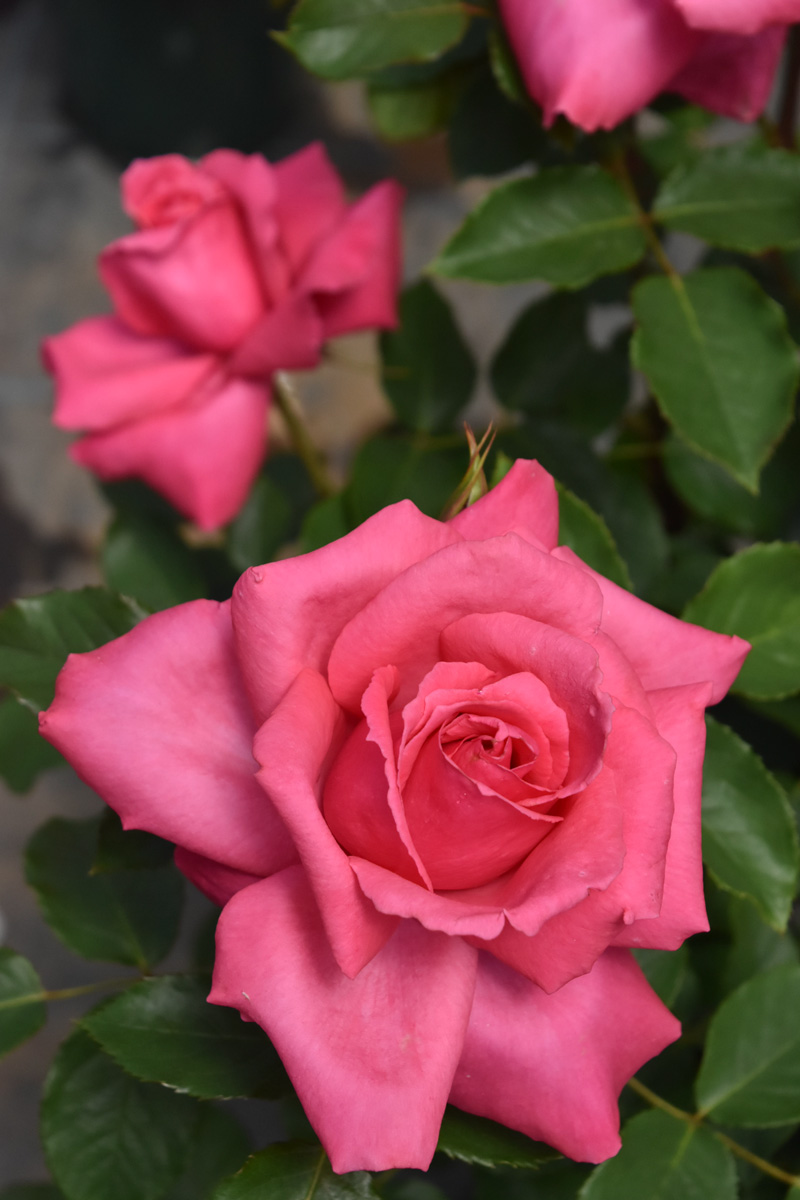 マラード ジュビリー｜バラ苗の通販の篠宮バラ園