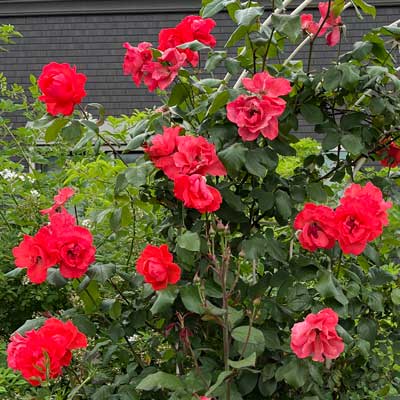 ザ メイフラワー｜バラ苗の通販の篠宮バラ園