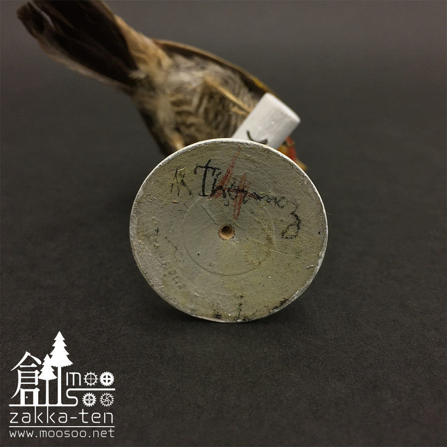 フランスの鳥の剥製01 | 博物と古物の奇妙な雑貨店 シュレディンガーの