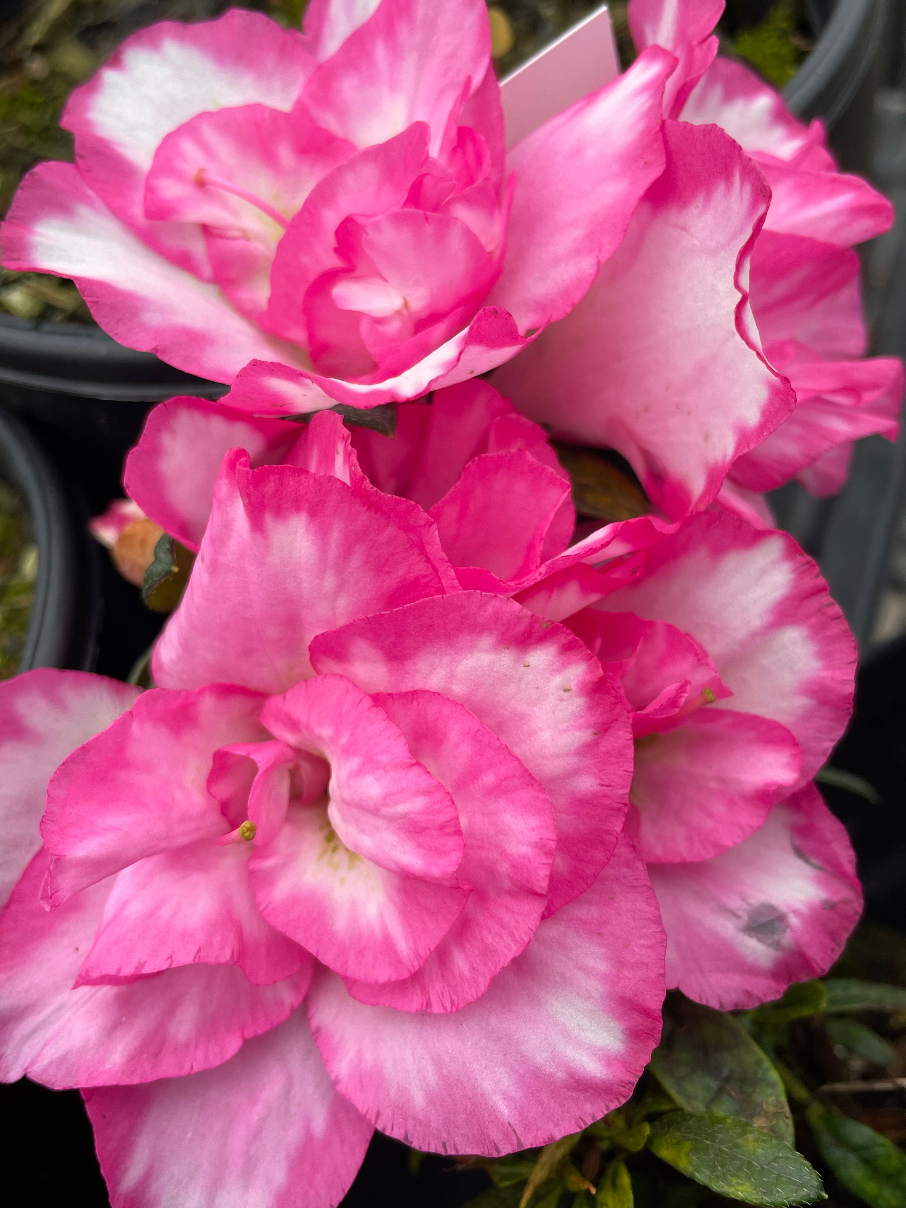 Haru no Hibiki – Singing Tree Gardens Nursery