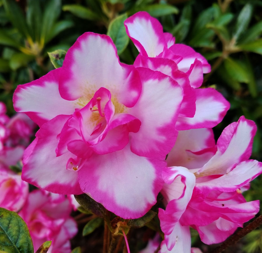 Haru no Hibiki – Singing Tree Gardens Nursery