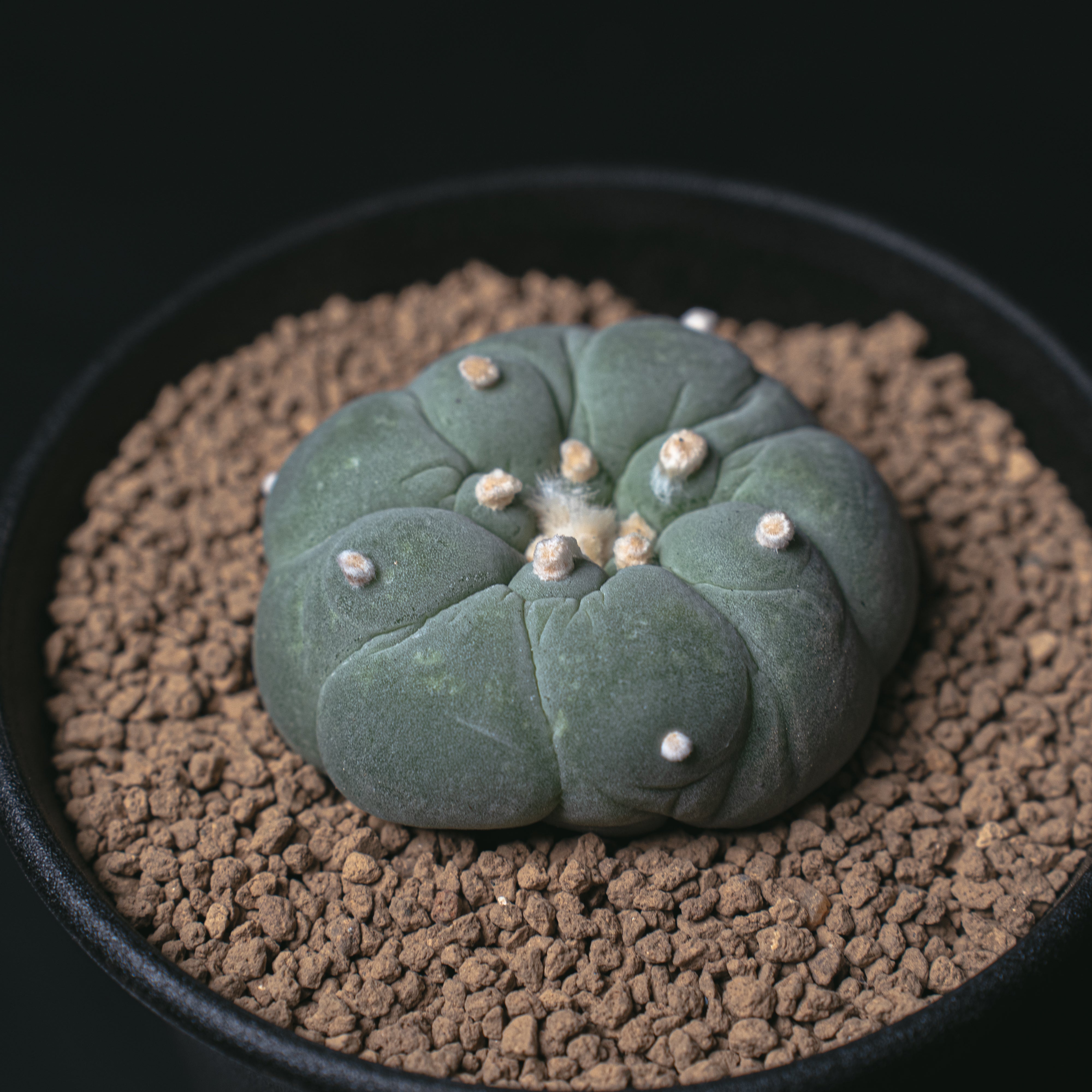 ロフォフォラ 銀冠玉 大疣銀冠玉カキコ – Sigma Plants