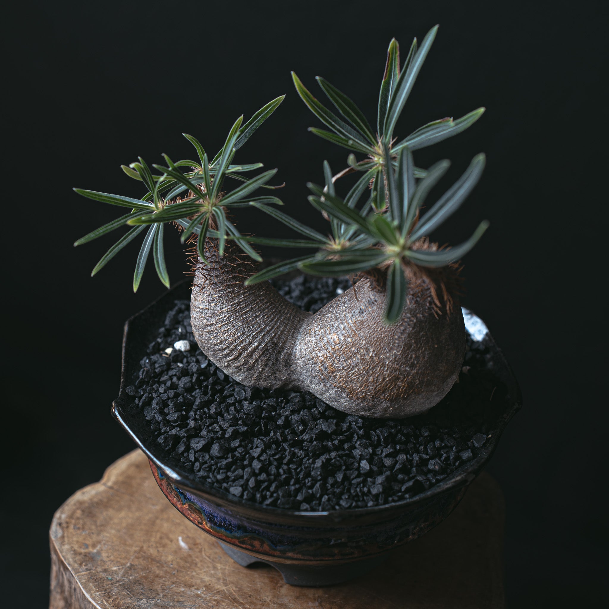 パキポディウム グラキリス二頭 闇炎植栽 – Sigma Plants