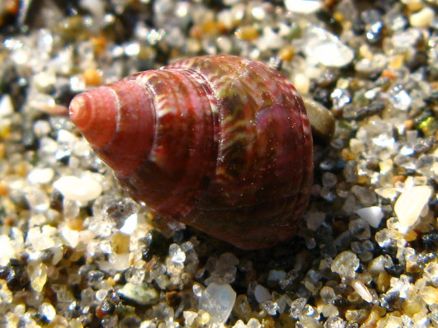 身近な貝殻図鑑：エビスガイ（2008年10月21日）