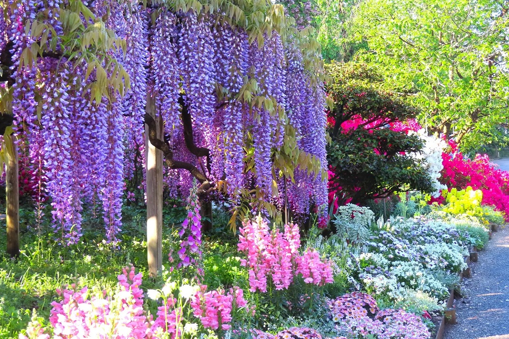 Japan's 160-year-old Great Wisteria of Tochigi is now in full