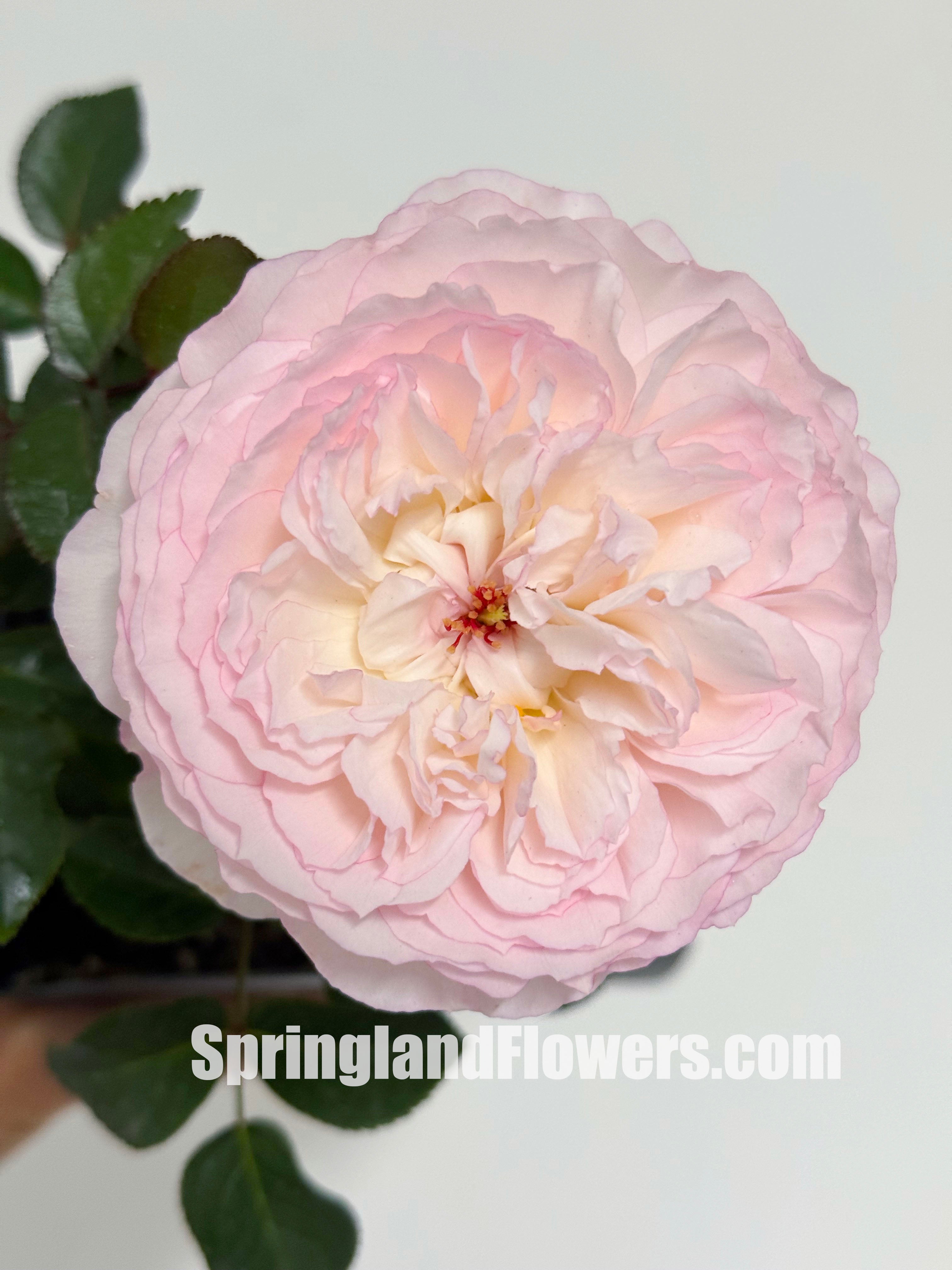 Popular Roses – Page 5 – SpringlandFlowers