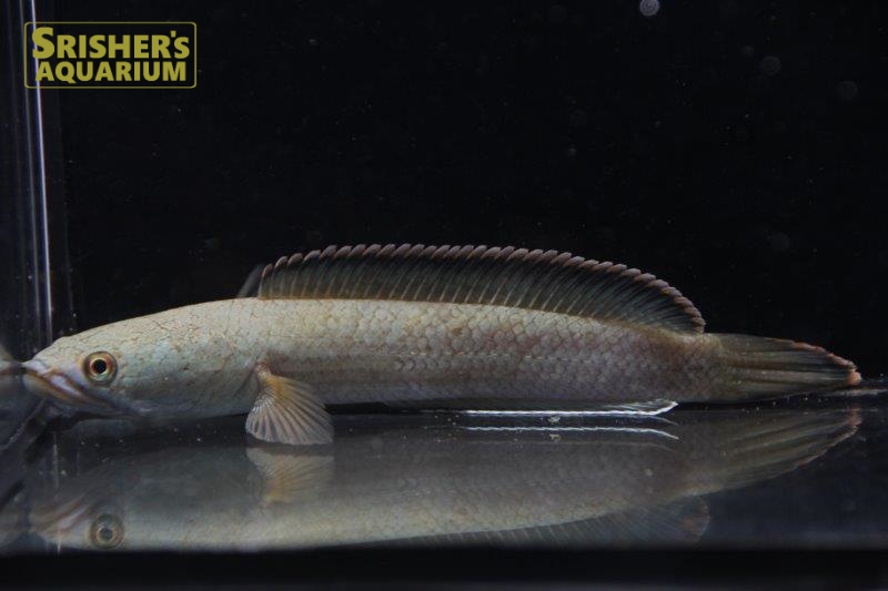 ラオスファイアバックスネークヘッド｜ポリプテルス・スネークヘッドの