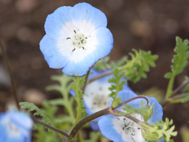ネモフィラ インシグニスブルー | Nemophila menziesii subsp