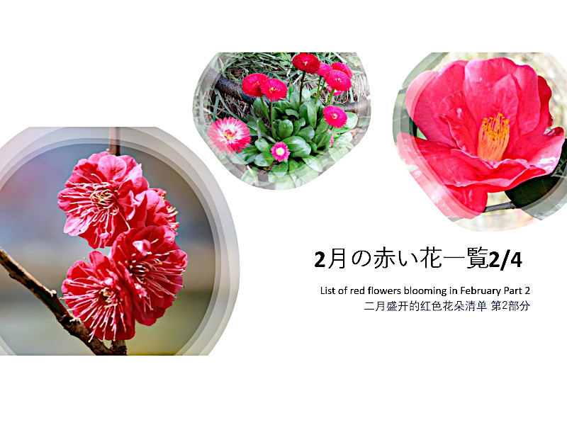 梅 鹿児島紅 | Prunus mume 'kagoshimako' | かぎけん花図鑑