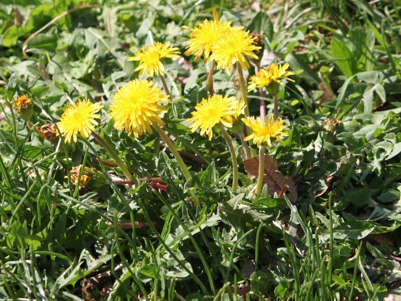 タンポポ | Taraxacum | かぎけん花図鑑