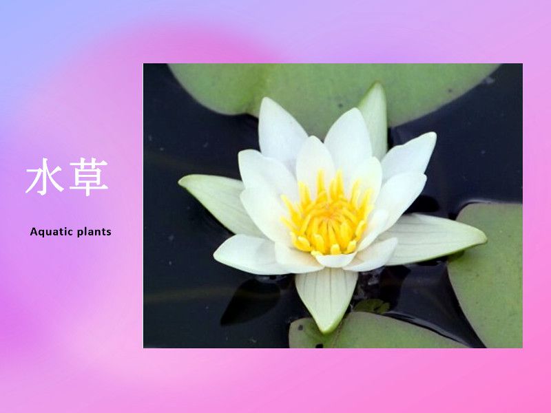 特集 水生植物・水草種類 | かぎけん花図鑑