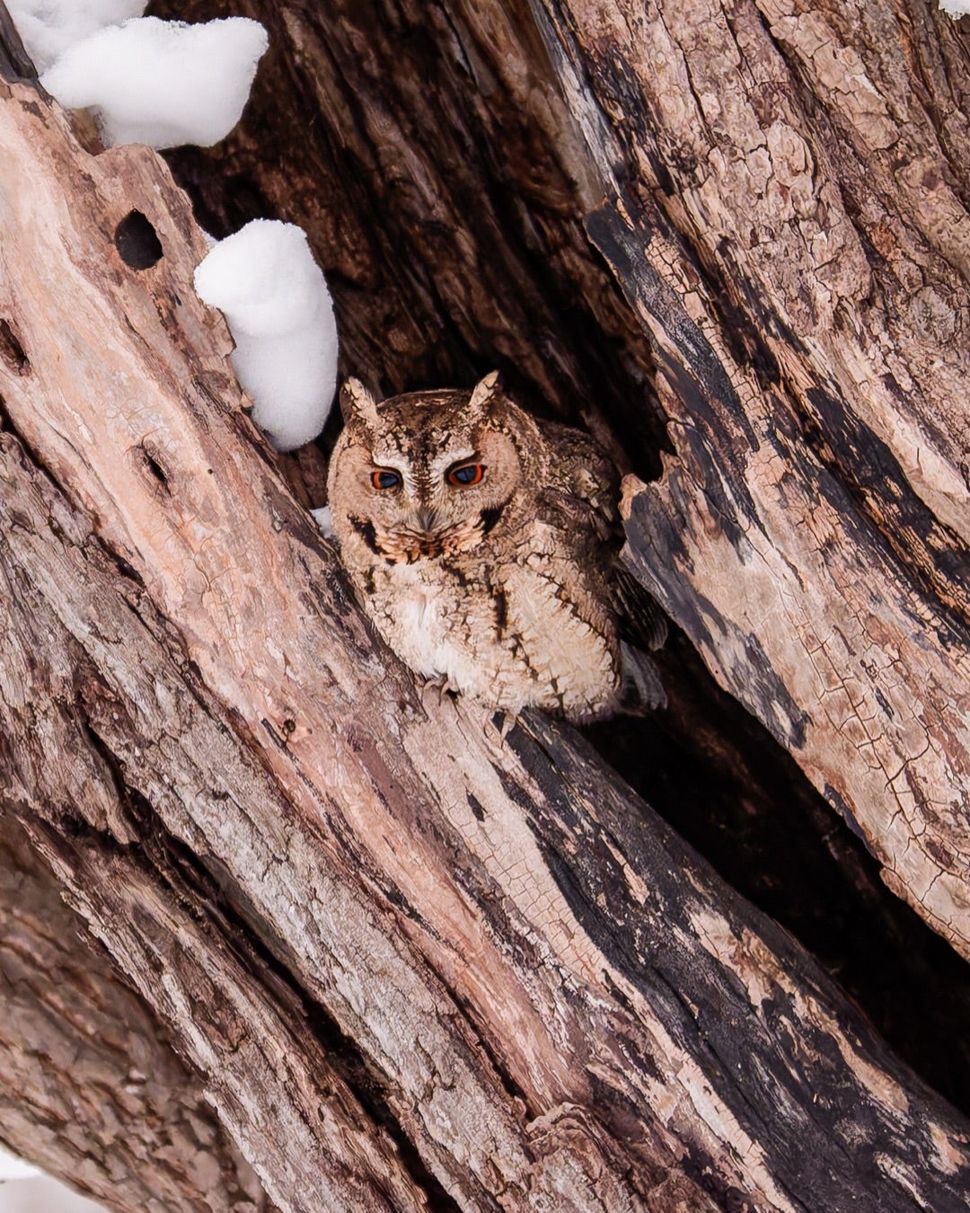 オオコノハズクと雑談 | ほぼジャンクな機材でお送りする写真、カメラ記録
