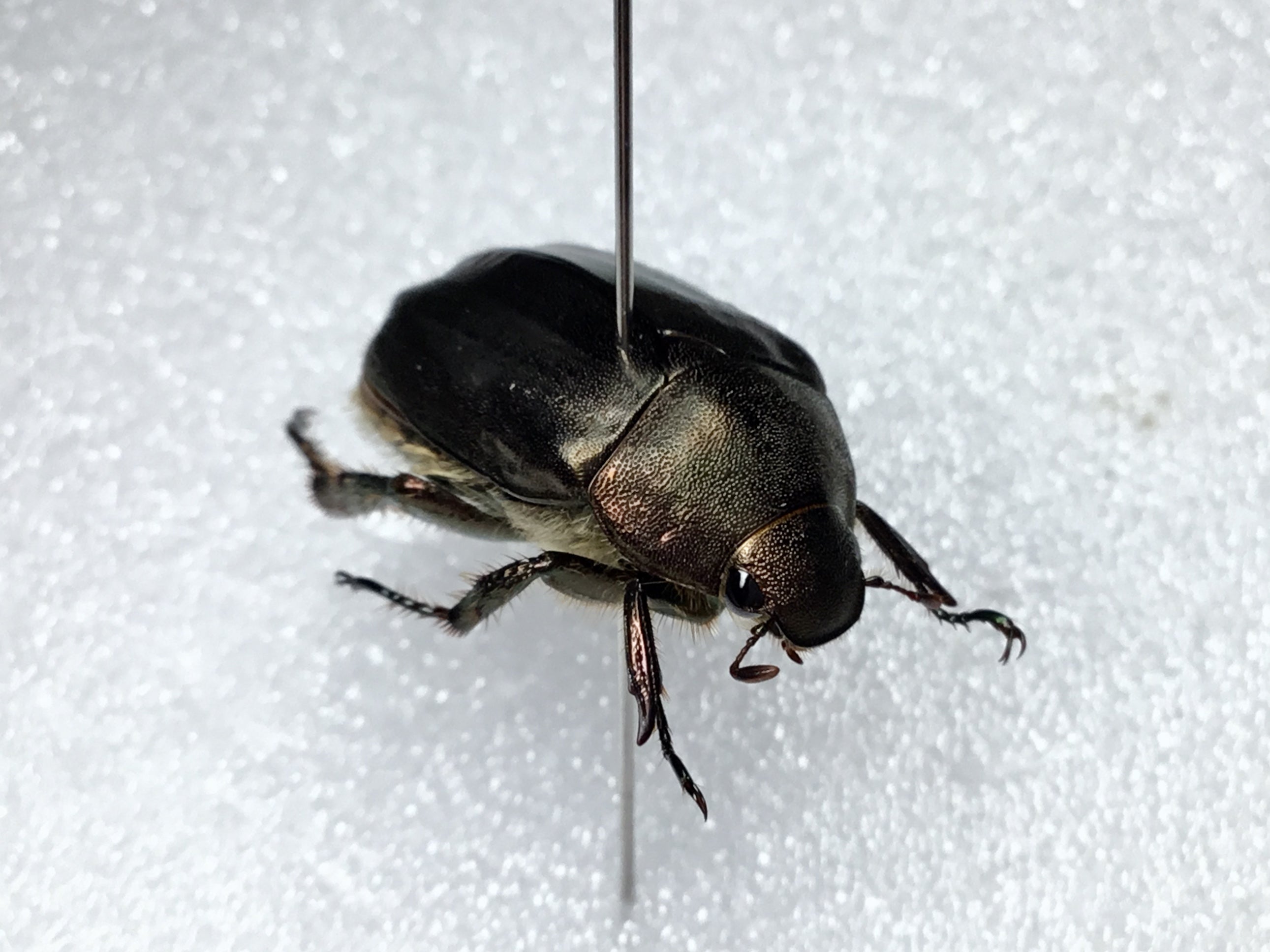 令和5年 コガネムシの標本①】5月・6月採集 | テントモソの虫ブログ