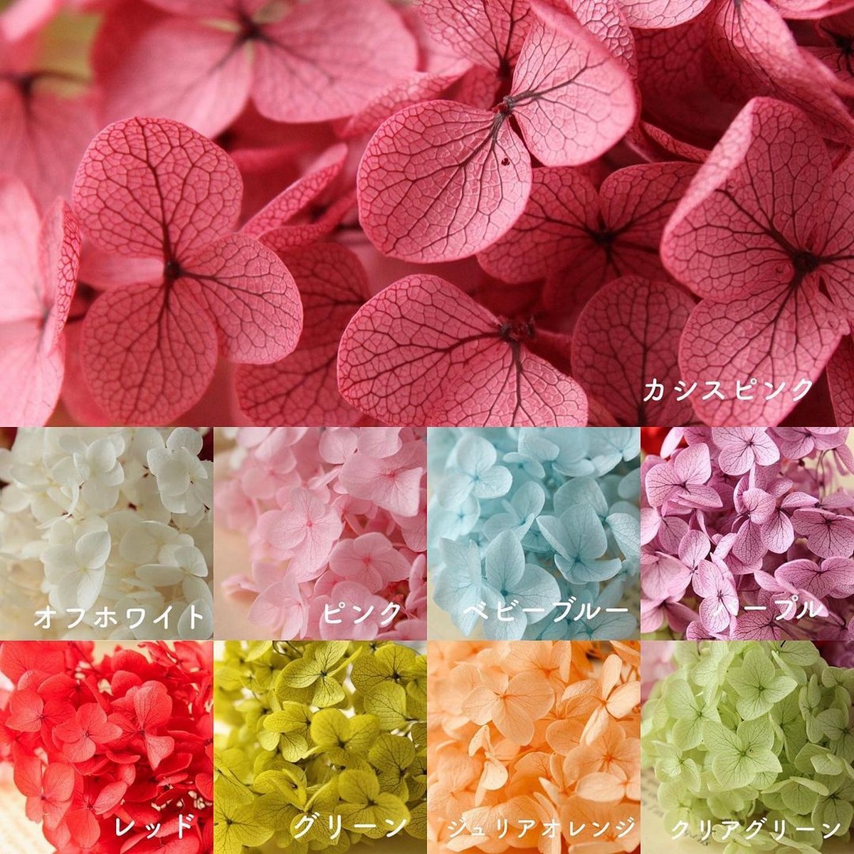 即日☆【プリザーブド】大地農園/アナベル・ヘッド 約2輪 オフホワイト