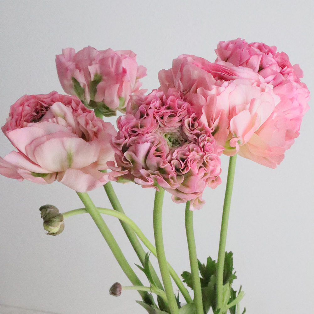 生花】ラナンキュラス ポンポンハーマイオニーまたはアリス(ピンク緑
