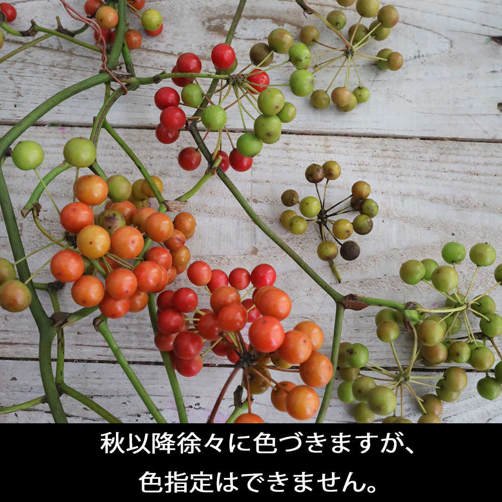 生花】国産サンキライ 5-60cm(枝物)三宅島山上さん【早締切-74】入荷少