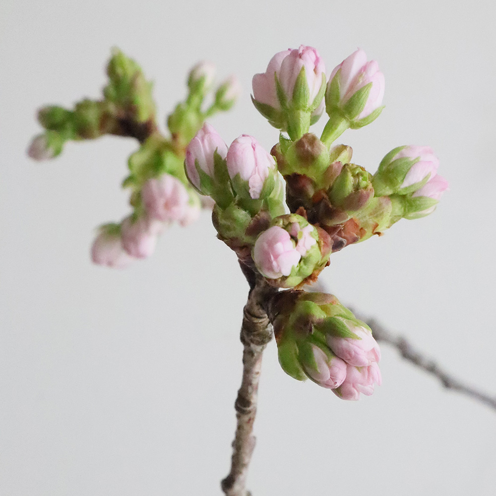 08直前】桜 車返し(80cm程度)大分農協【生花】 - 花材通販はなどんや