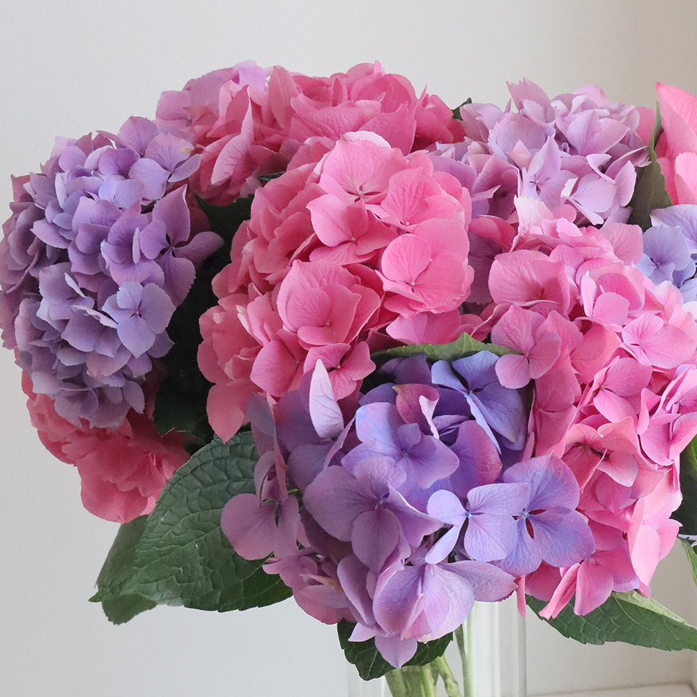 08直前!】アジサイ Mガーネット(ピンク〜パープル系) アキバナーセリー