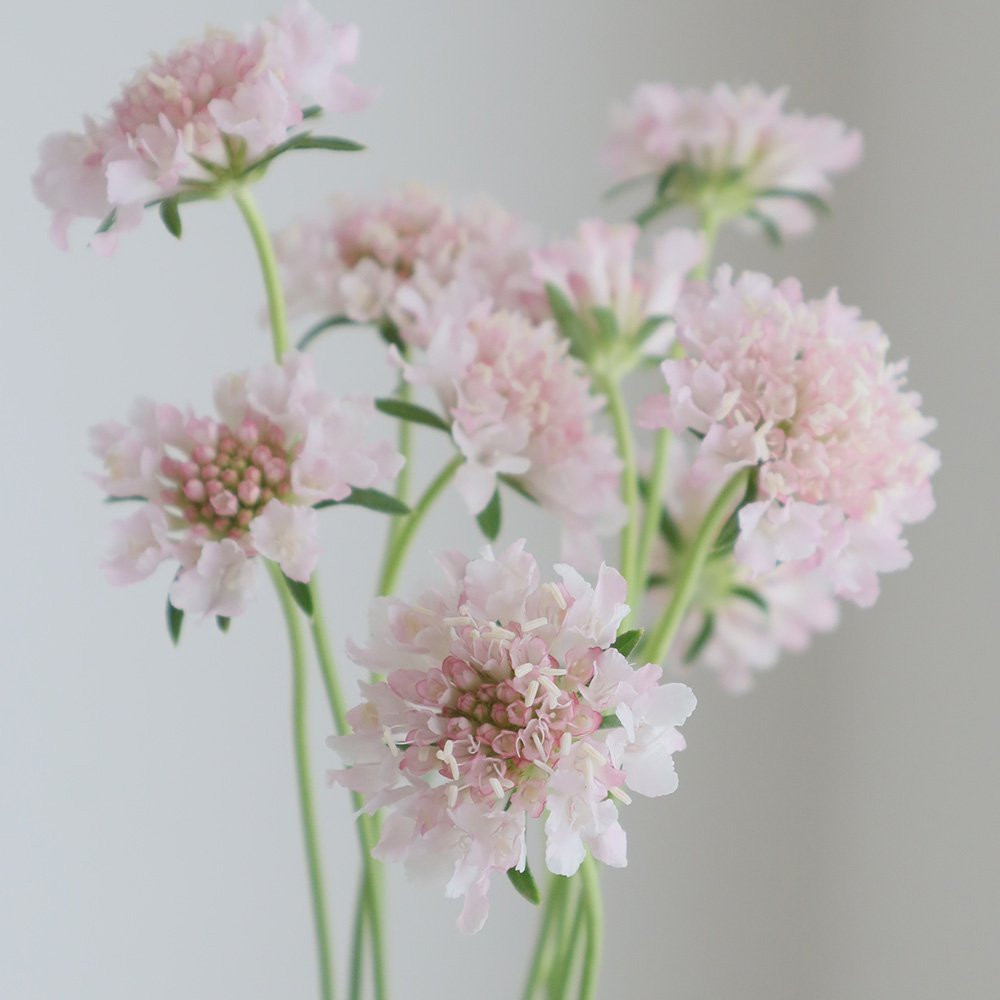 生花】NODAフラワーのスカビオサ:シフォンピンク(40cm〜)【早締切-17