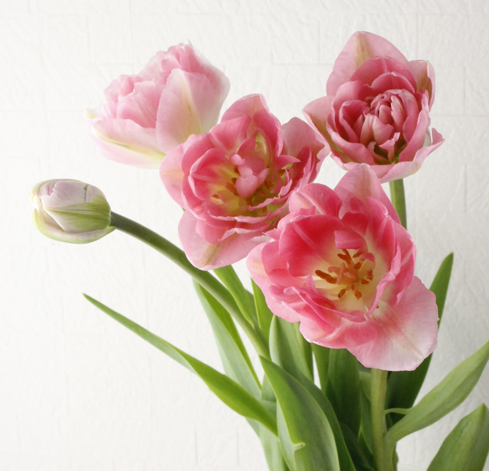 08直前!】チューリップ プリンセスアンジェリケ(ピンク系)【生花