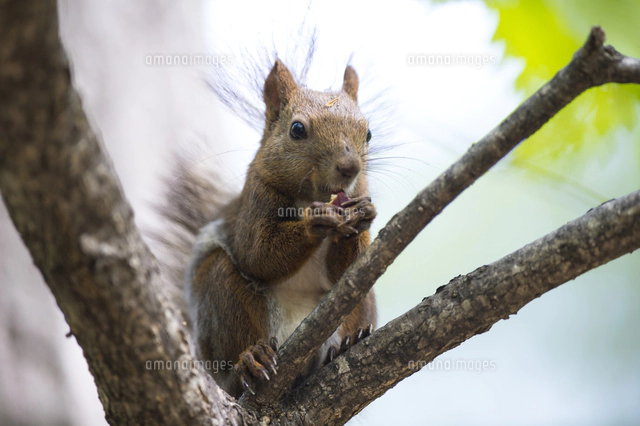 木の枝の上でドングリを食べるエゾリス[26000000322]の写真・イラスト