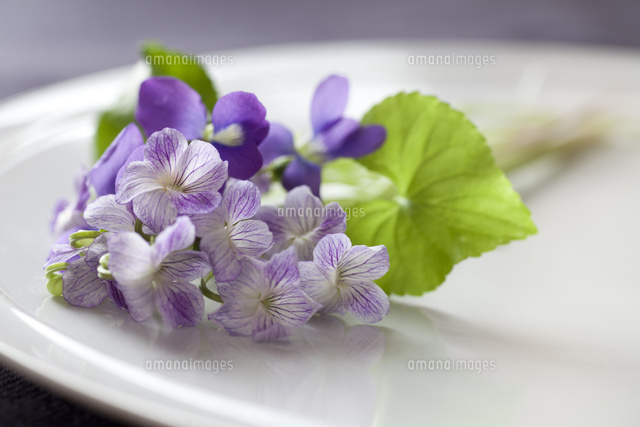 すみれのブーケ[10338000104]の写真・イラスト素材｜アマナイメージズ