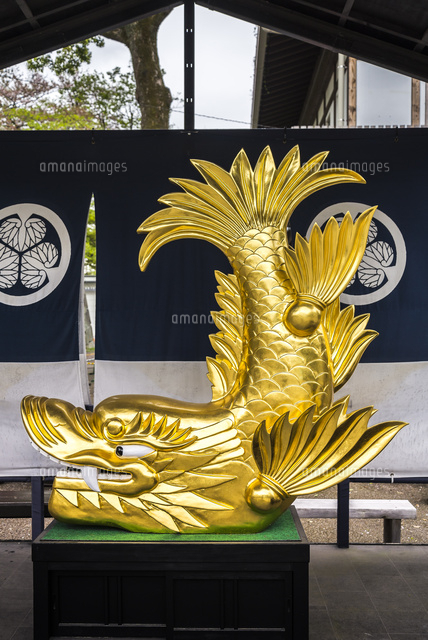 名古屋城の展示金鯱[10573006601]の写真・イラスト素材｜アマナイメージズ