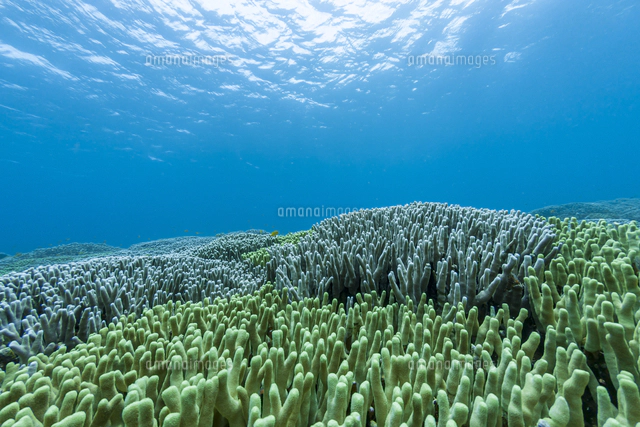 西表島 イダの浜に群生するテーブルサンゴ[10983000842]の写真
