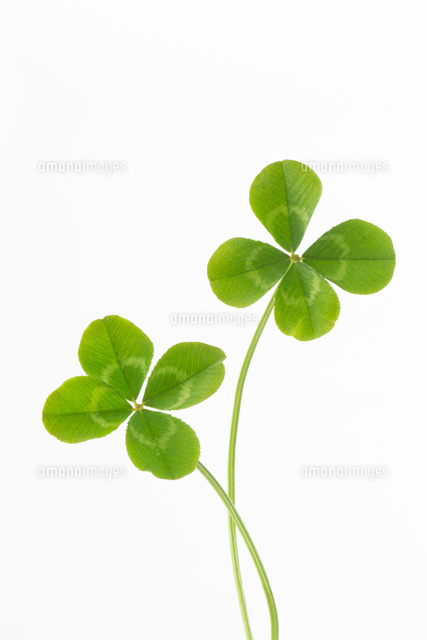 2本の四つ葉のクローバー[28056003282]の写真・イラスト素材｜アマナ