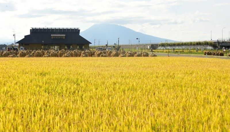 田んぼアート発祥の地！美しい田園風景が広がる青森県田舎館村の