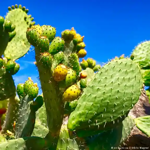 Spilling the succulents' secret