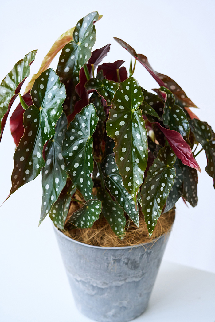 観葉植物 ベゴニア マクラータ（6号鉢）｜HanaPrime（ハナプライム）