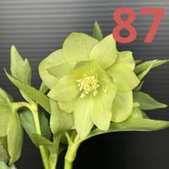 クリスマスローズ 原種交配系 ddデュメhyb （大木交配） - メルカリ