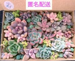 A】多肉植物 寄せ植え カット苗セット エケベリア セダム 多肉弁当