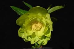 クリスマスローズ 初出品 グロッシーメロンゴールド 加藤農園 - メルカリ