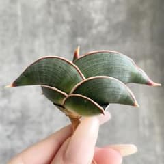 S13092☆オークション販売☆ サンスベリア ロリダ 極上美株！ - メルカリ