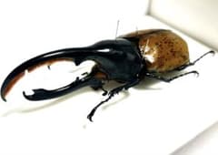 ヘラクレス・リッキー 標本 135mm - メルカリ