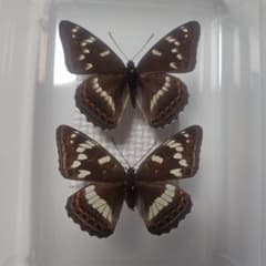 蝶 標本 長野県産 オオイチモンジ 1ペア 規制前飼育品 最終出品