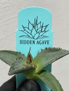 ジェレミー産Hidden Agaveアガベ エボリスピナ×BBハイブリッドUS株