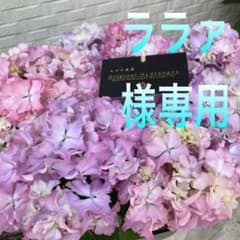 ララァ様専用 紫陽花 新種 スズキ農園 マーメイドドレス 紫式部 マリン