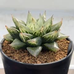 ナイルの一滴 - メルカリ