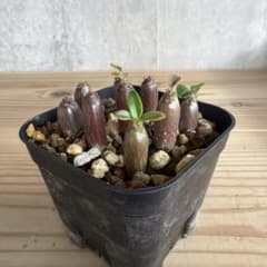 9株セット パキポディウムウィンゾリー 国内実生株 - メルカリ