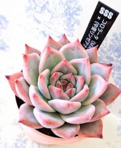 コロラータ(M実生)×(中里リンゼアナ×ホリコロ)札付きポットごとSSSさん