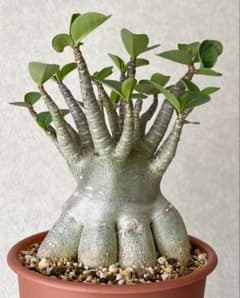 超極太/ドワーフ /塊根植物】アデニウム アラビカム ゴジ タコ足