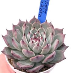 m67020154403_1.jpg?1762351093