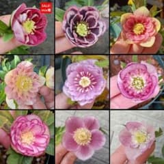 sale クリスマスローズ mix 20粒 種 宿根 苗 鉢 バラ - メルカリ