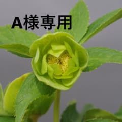 m62774952681_1.jpg?1739703119