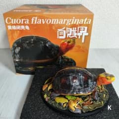 動物の惑星】☆セマルハコガメ☆写実シリーズ.自然界第4弾